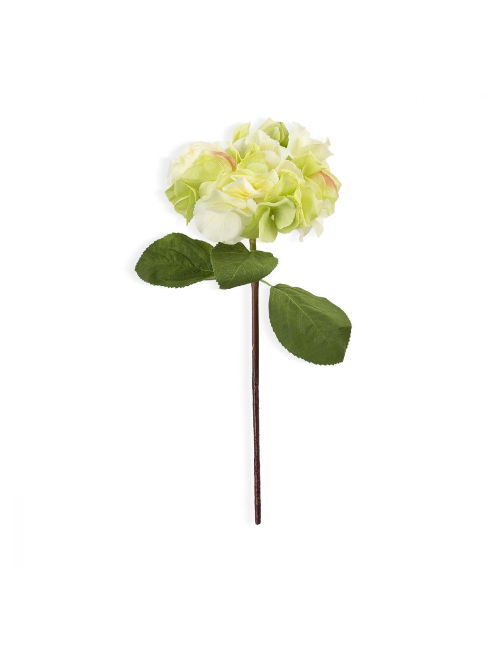 Hydrangea-IAAH